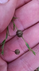 Linum perenne