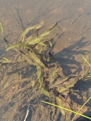 Potamogeton alpinus