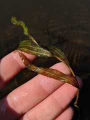 Potamogeton alpinus