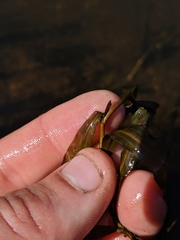 Potamogeton alpinus