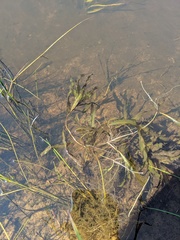 Potamogeton alpinus