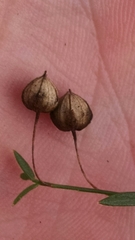 Linum perenne