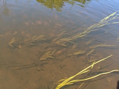 Potamogeton alpinus