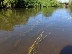 Potamogeton alpinus