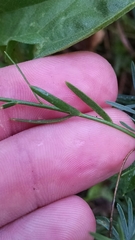 Linum perenne