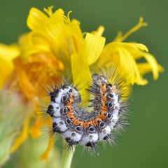 Acronicta cinerea
