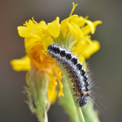 Acronicta cinerea