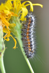 Acronicta cinerea