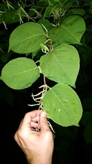 Reynoutria japonica