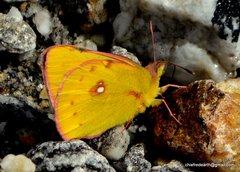 Colias fieldii