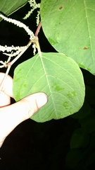 Reynoutria japonica