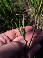 Carex aquatilis substricta