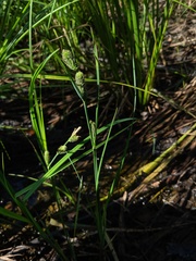 Carex aquatilis substricta