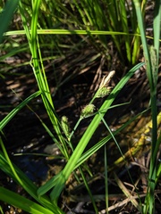 Carex aquatilis substricta