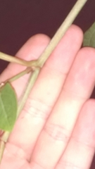 Reynoutria japonica