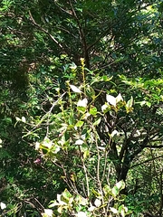 Rhododendron mariesii