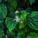 Begonia tengchiana - Photo (c) 特有生物研究保育中心, some rights reserved (CC BY-NC), uploaded by 特有生物研究保育中心