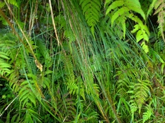 Trichophorum subcapitatum