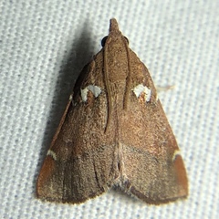 Lepidomys irrenosa
