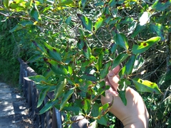 Rhododendron mariesii