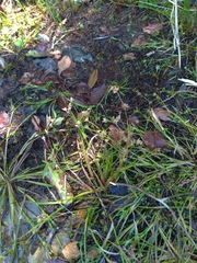 Juncus prismatocarpus leschenaultii