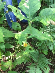 Triosteum aurantiacum