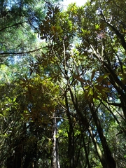 Rhododendron formosanum