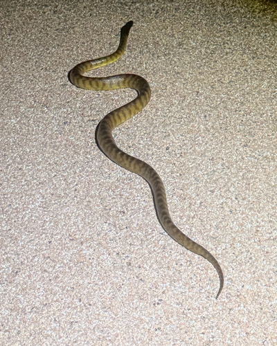 Black-headed Python sighting