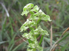 Disperis circumflexa circumflexa