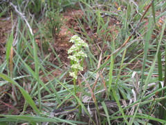 Disperis circumflexa circumflexa