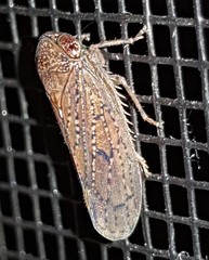 Tartessini