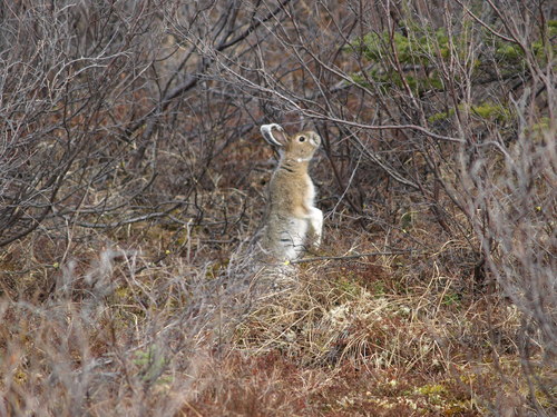 Snowshoe Hare photographed in Alaska