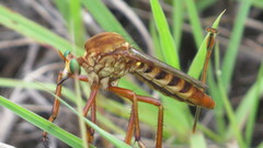 Diogmites crudelis