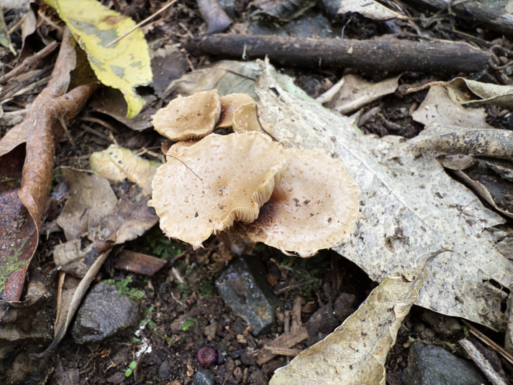 Pholiota subflammans · April 2025 · photo: © jeremy_rolfe (iNaturalist, cc-by)