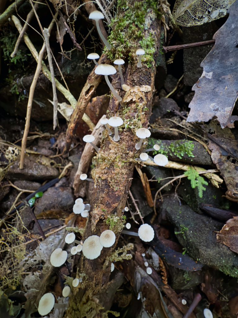 Roridomyces austrororidus · April 2025 · photo: © jeremy_rolfe (iNaturalist, cc-by)