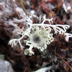 Cladonia multiformis