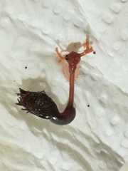 Image of Lernaeolophus sultanus
