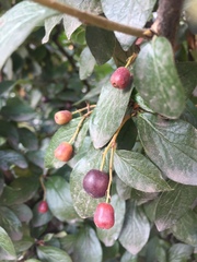 Cotoneaster lucidus