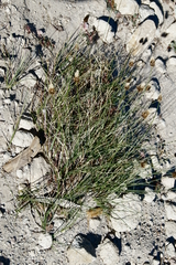 Carex filifolia