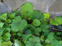 Petasites formosanus