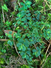 Elatostema obtusum trilobulatum