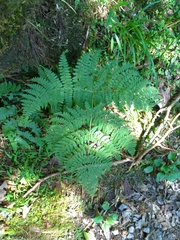 Dryopteris paleolata