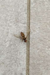 Episyrphus balteatus