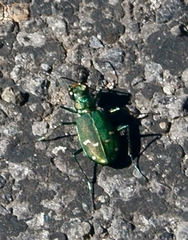 Cicindela depressula