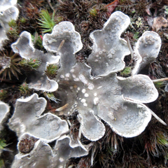 Peltigera extenuata