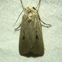 Anicla simplicius