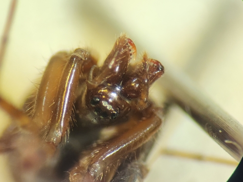 Protoerigone