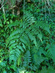 Diplazium laxifrons