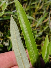 Salix pellita