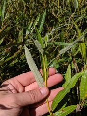 Salix pellita
